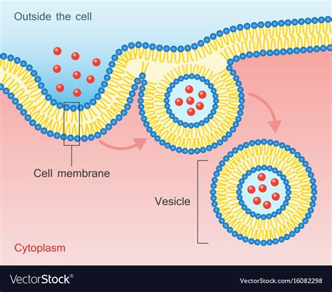 Vesicle .